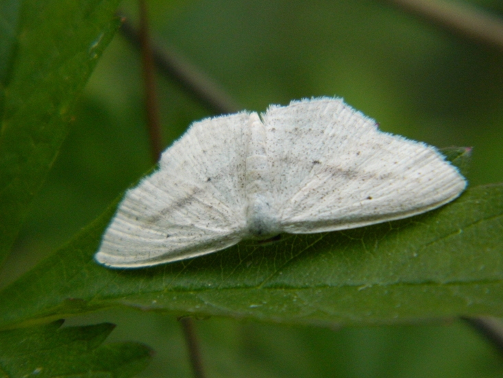 Scopula (Calothysanis) emutaria un po'' lontana dal mare...